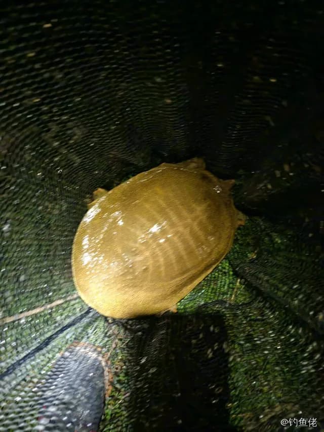 中华鳖钓获 贵阳市 2.1kg