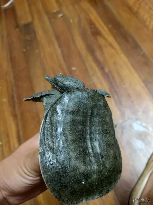 中华鳖钓获 无锡市 0.5kg