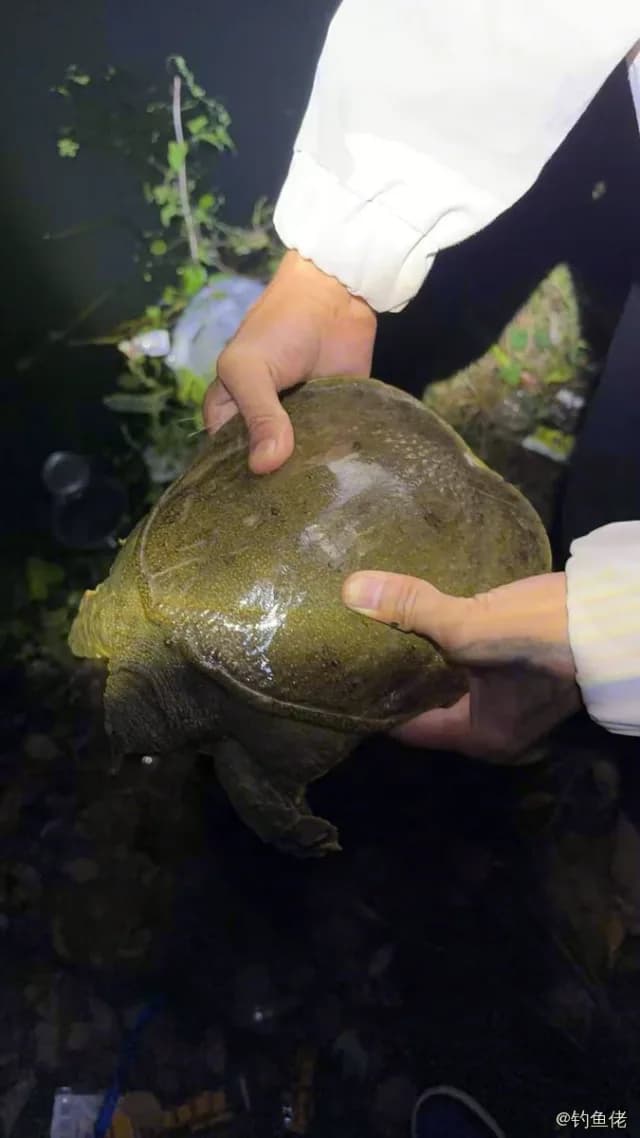 中华鳖钓获 苏州市 1.5kg