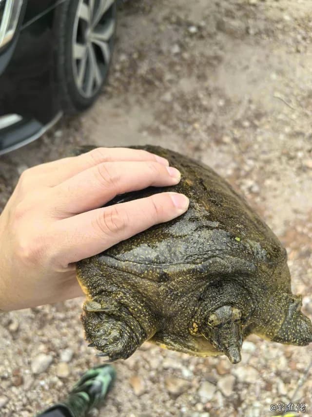 中华鳖钓获 赣州市 1.5kg