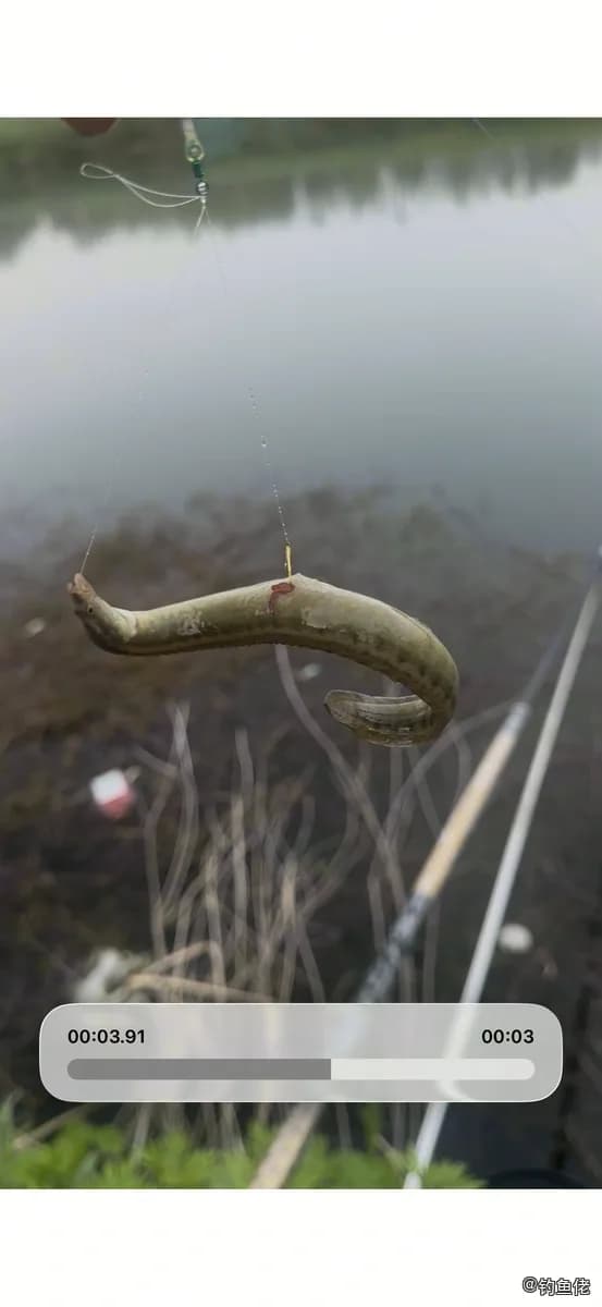 中华刺鳅钓获 马鞍山市 0.05kg