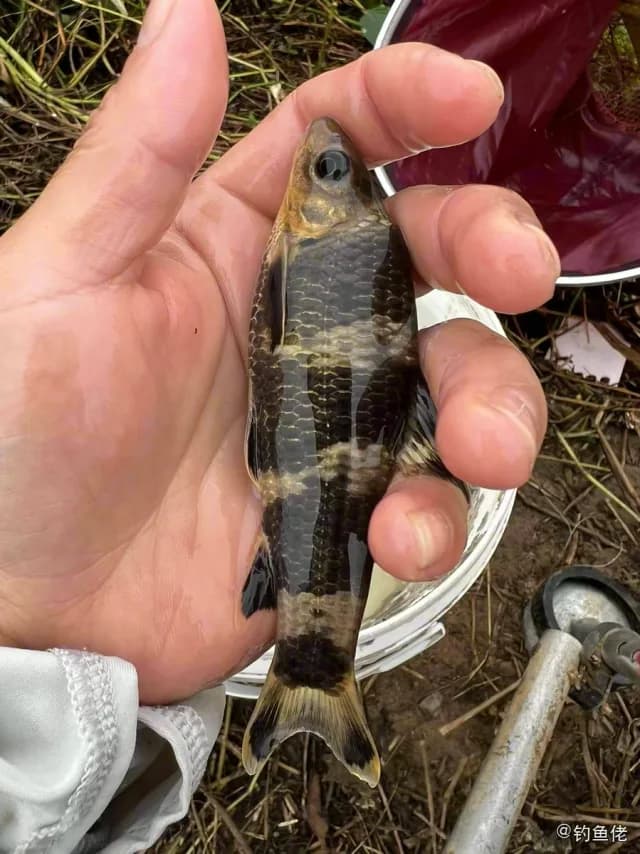 中华鳅钓获 温州市 0.05kg