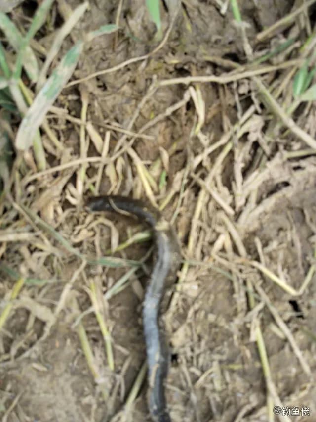 中华鳅钓获 阜阳市 1kg