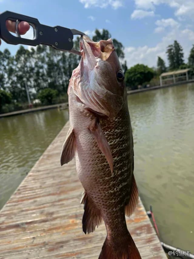 紫红笛鲷钓获 江门市 3kg