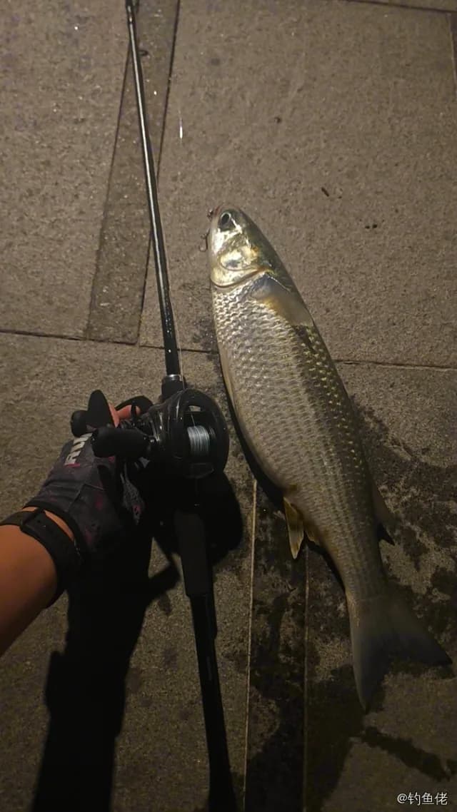 鲻鱼钓获 深圳市 1.5kg