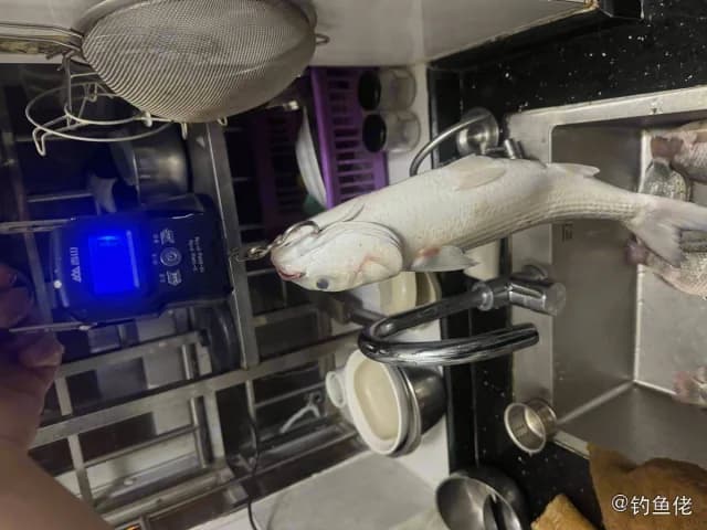 鲻鱼钓获 广州市 1kg