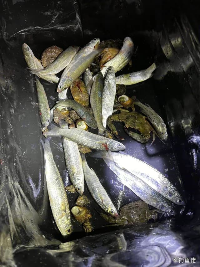 鲻鱼钓获 泉州市 0.3kg