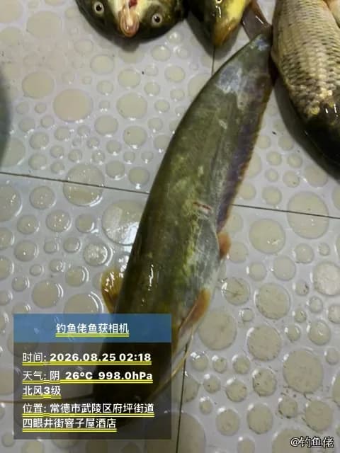 棕斑兔头鲀钓获 常德市 0.3kg