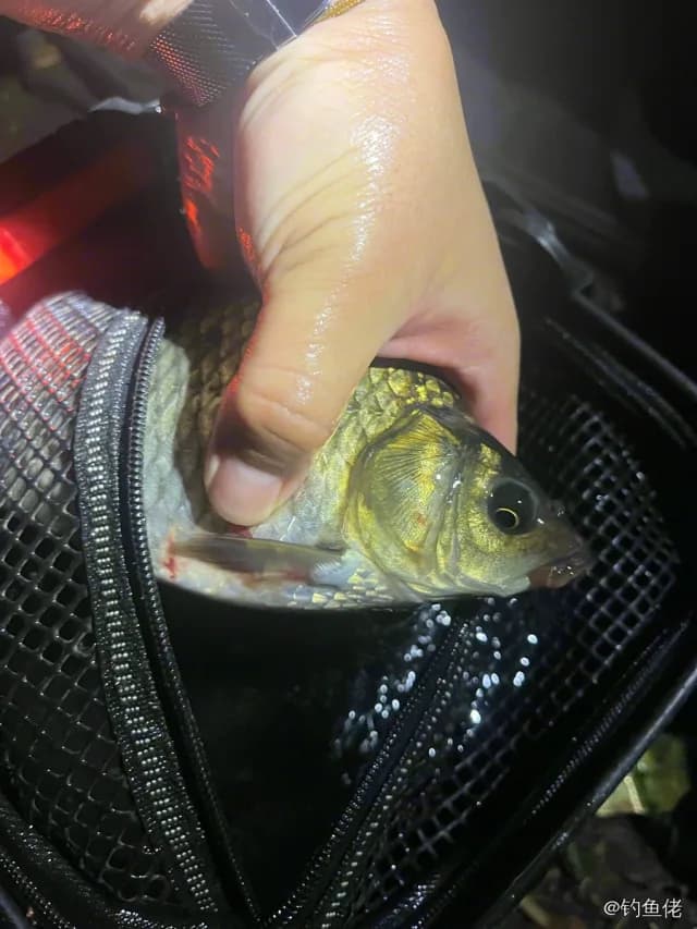 棕斑兔头鲀钓获 上海市 0.1kg