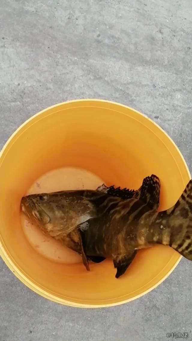 棕点石斑鱼钓获 湛江市 1.1kg
