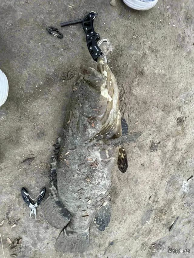 棕点石斑鱼钓获 三亚市 7.6kg