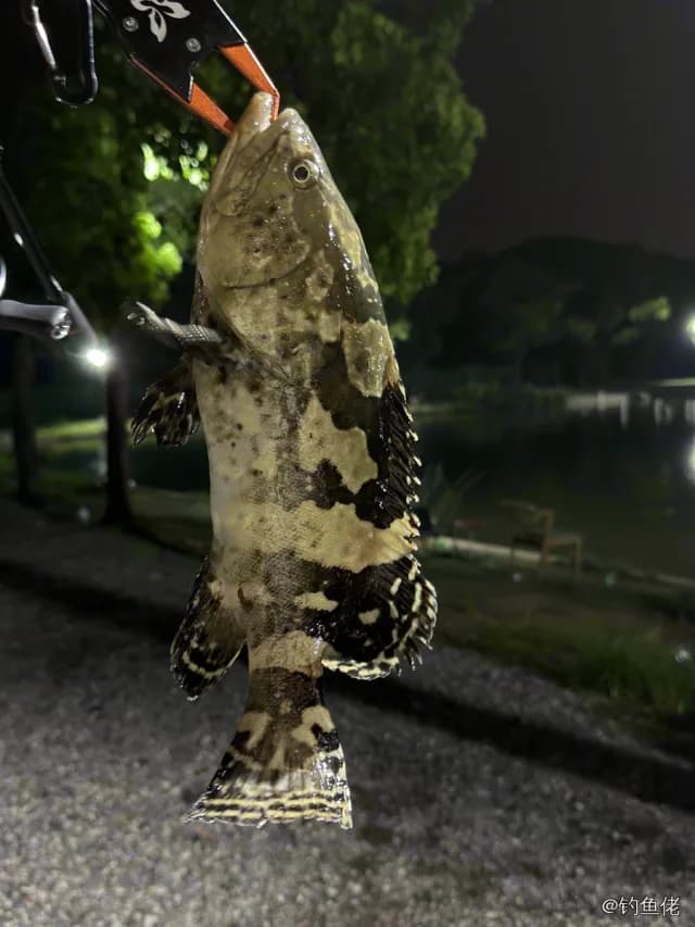 棕点石斑鱼钓获 上海市 0.4kg