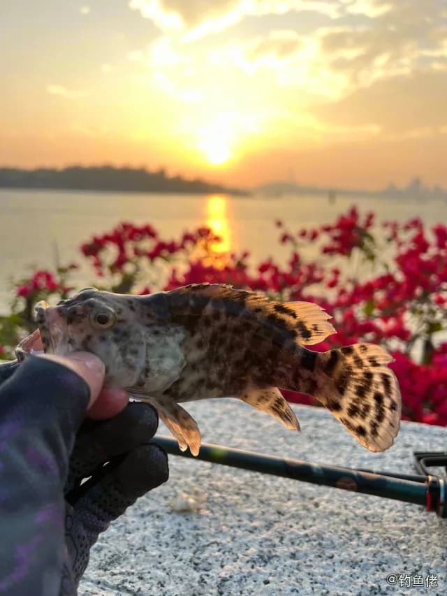 棕点石斑鱼钓获 厦门市 0.2kg