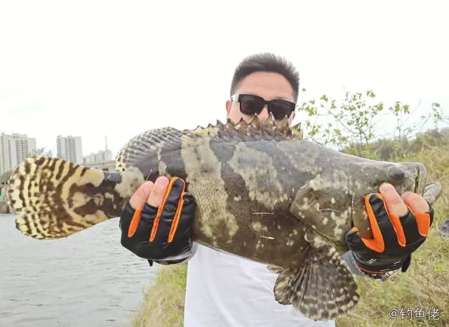 棕点石斑鱼钓获 海口市 5.1kg