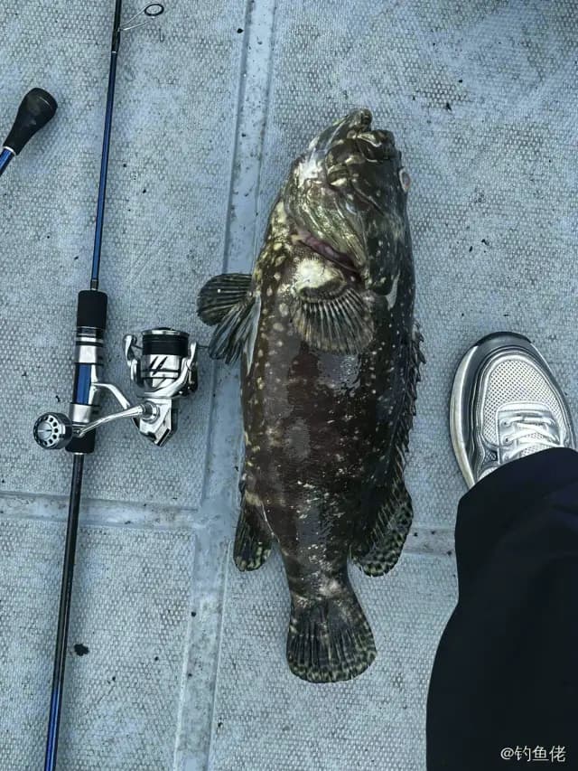 棕点石斑鱼钓获 南宁市 10.15kg