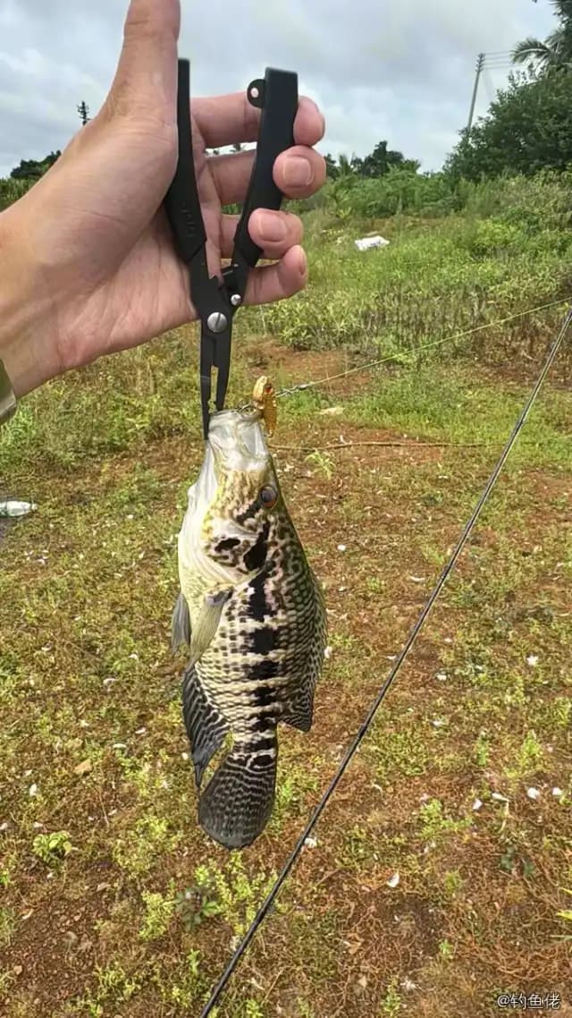 花身副丽鱼钓获 0.5kg