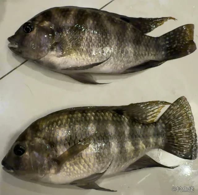 尼罗非鲫钓获 0.3kg