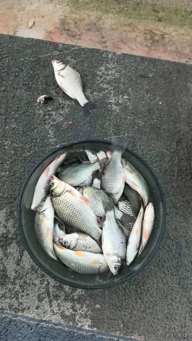 鲫鱼钓获 0.45kg
