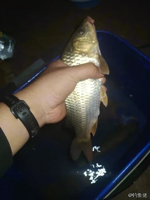 鲤鱼钓获 4kg