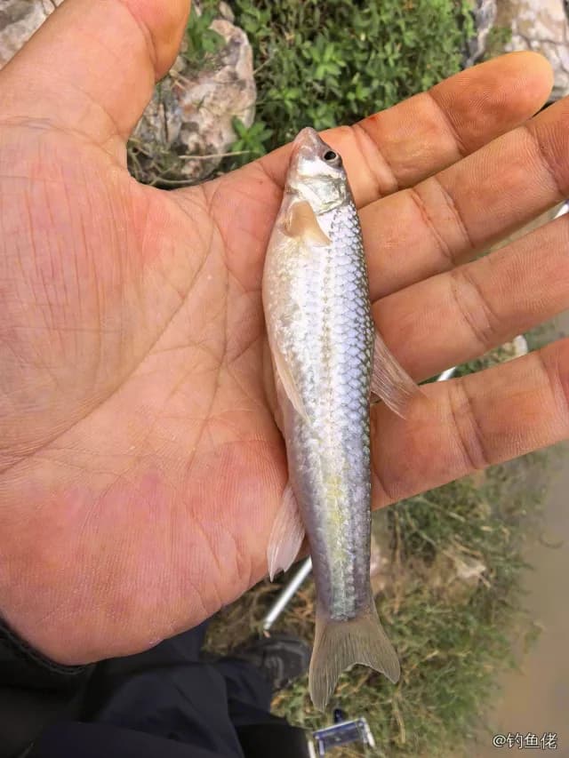 银鮈钓获 0.01kg