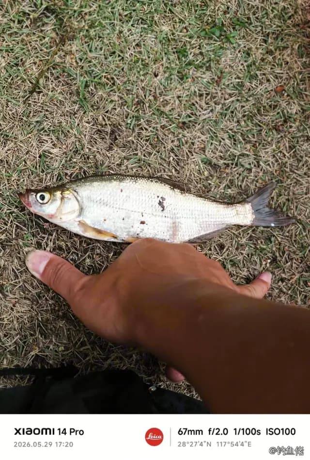 红鳍鲌钓获 0.9kg