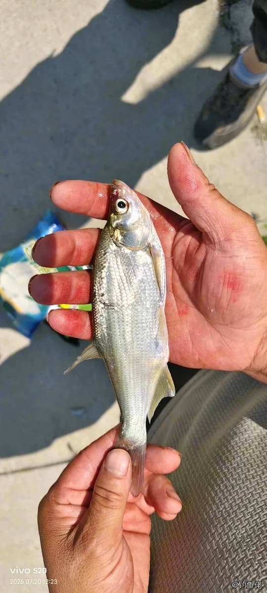 红鳍鲌钓获 0.2kg