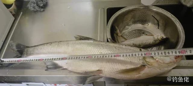 翘嘴鲌钓获 3kg