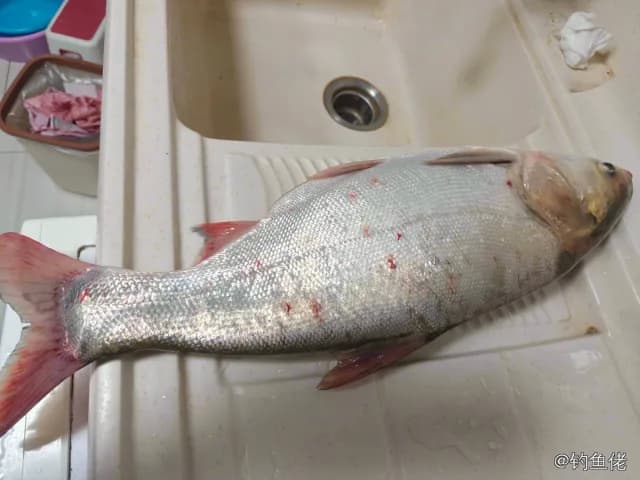 鲢鱼钓获 4kg