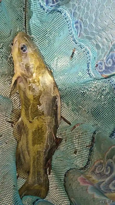 黄颡鱼钓获 0.1kg