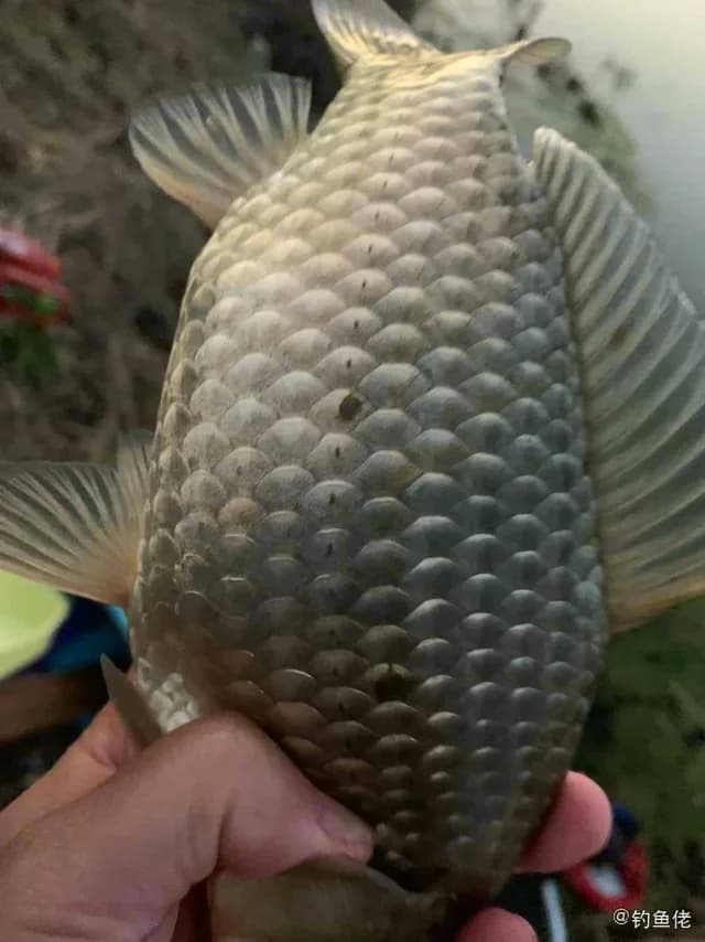 鲫鱼钓获 0.45kg