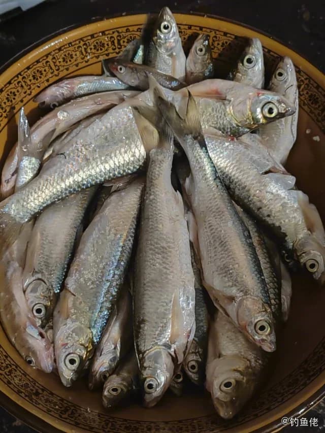 白条钓获 0.15kg