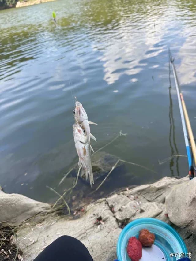 红鳍鲌钓获 0.4kg