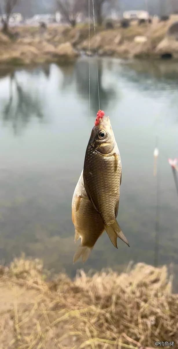 鲫鱼钓获 0.45kg