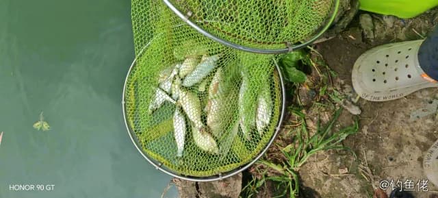 鲫鱼钓获 0.2kg