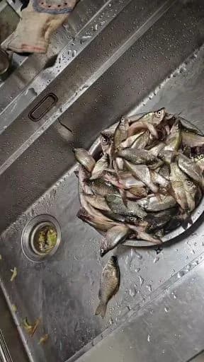 翘嘴鲌钓获 2kg