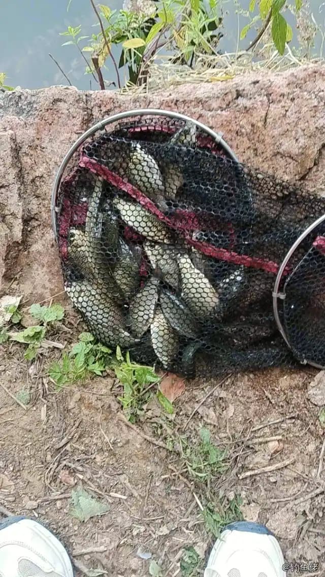 鲫鱼钓获 1.3kg