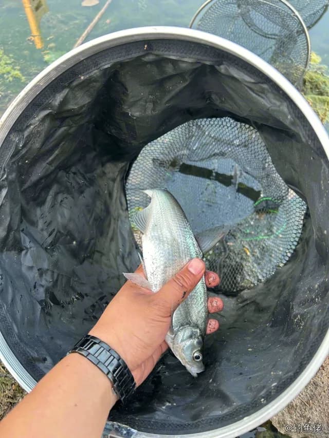 翘嘴鲌钓获 3kg