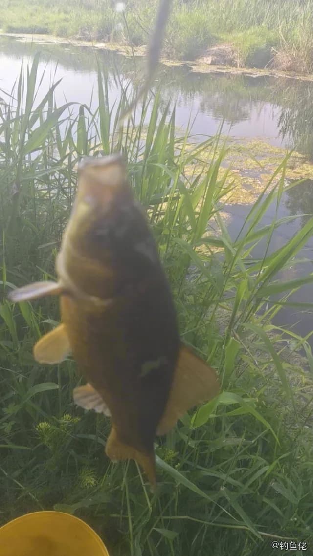 鲫鱼钓获 0.25kg