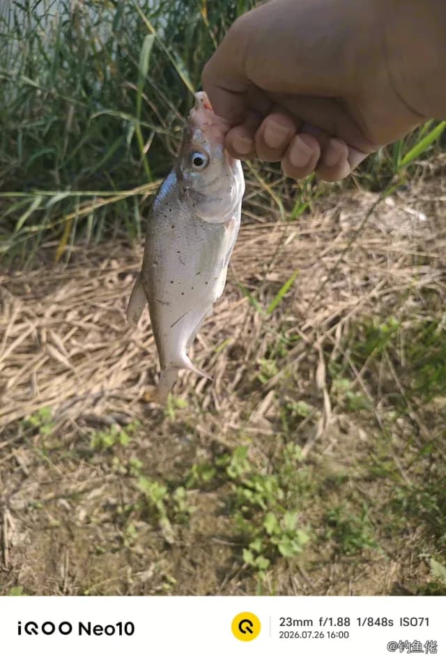 翘嘴鲌钓获 1kg