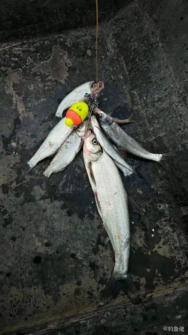 翘嘴鲌钓获 2.6kg