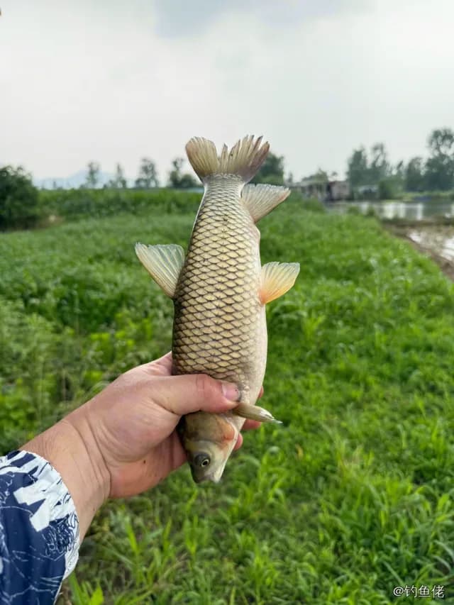 草鱼钓获 1.3kg
