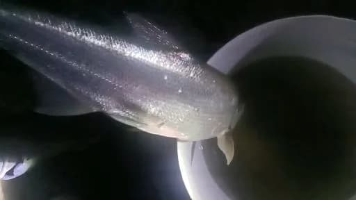 鲢鱼钓获 12kg