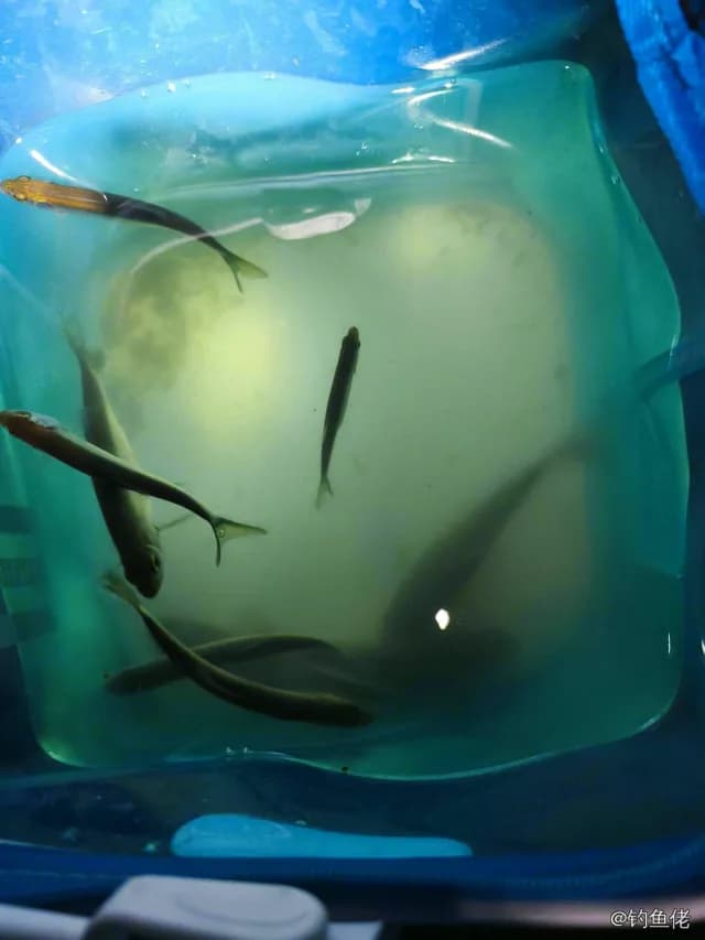 白条钓获 0.1kg