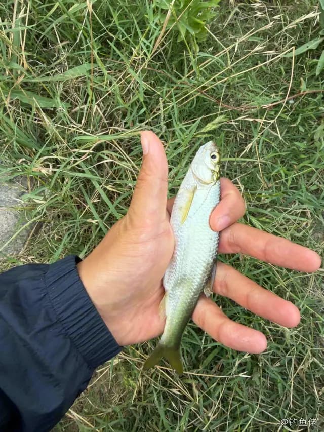 白条钓获 0.3kg