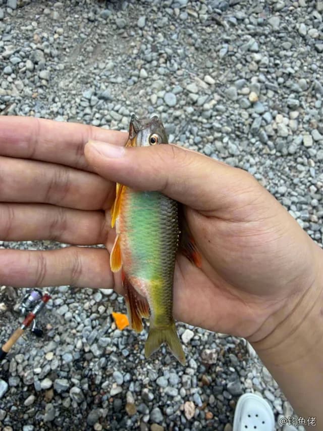 宽鳍鱲钓获 0.3kg