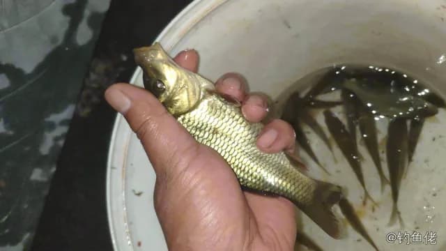 草鱼钓获 0.2kg