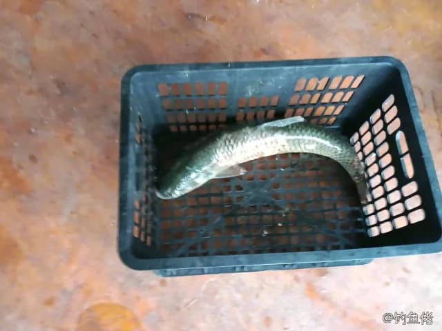 草鱼钓获 13.5kg