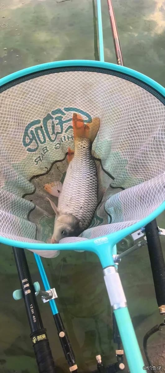 鲤鱼钓获 4kg