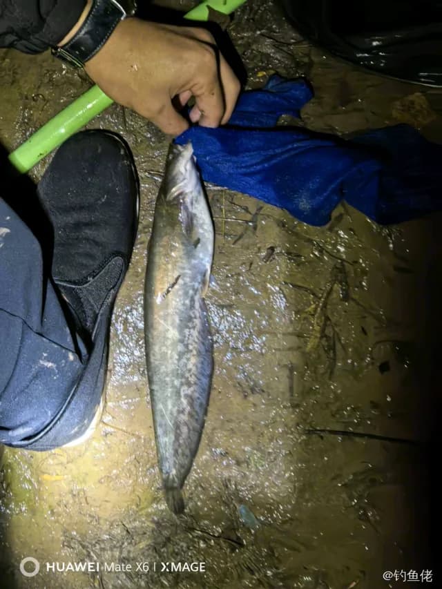 鲶鱼钓获 1.2kg