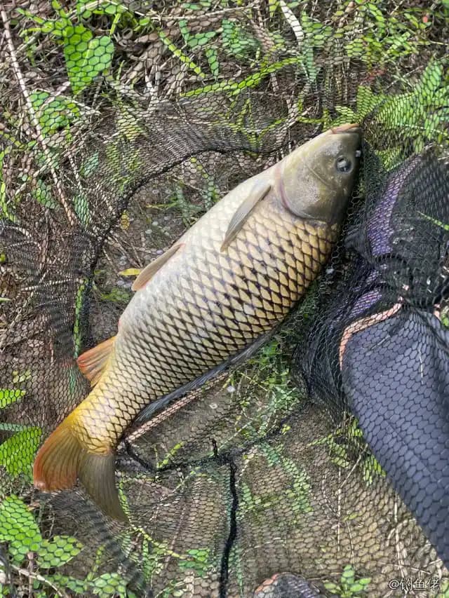 鲤鱼钓获 3.5kg